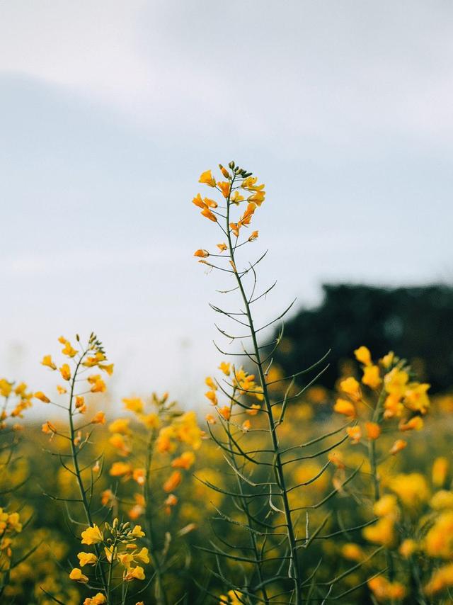 绿萝有毒长寿花有毒吗,绿萝有毒吗什么花有毒