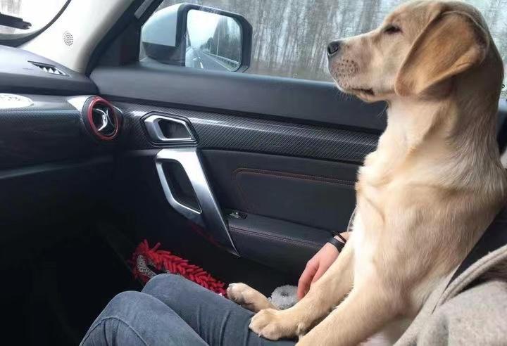 拉布拉多幼犬喂狗粮要喝水,拉布拉多幼犬喂什么狗粮好