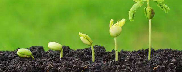 怎么种花草盆栽,柚子种子怎么培育发芽