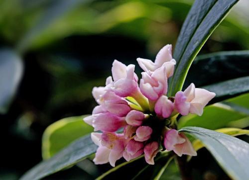 家里养了6种花，花香飘满屋，置身于大自然，心旷神怡