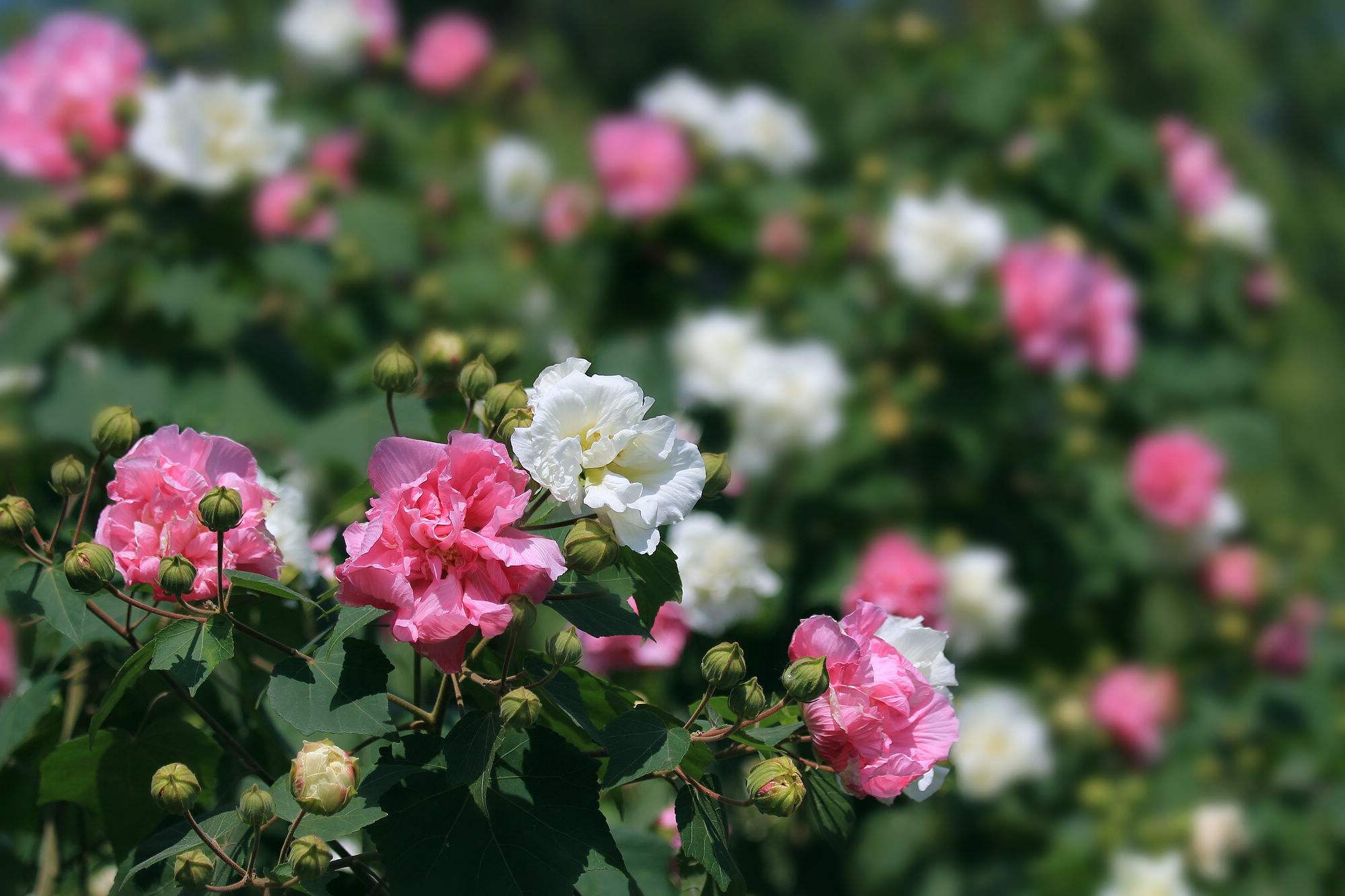 风中摇曳的秋色,是黛玉的“风露清愁”,是“年华都付与木芙蓉”