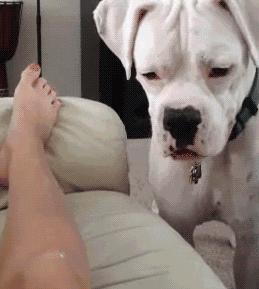 狗狗经常做什么动作对它的腿不好,狗狗最想让主人知道的八件事