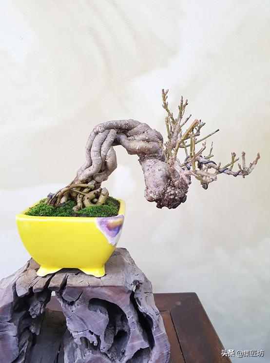 连翘盆景的养护,连翘迎春花盆景养殖方法