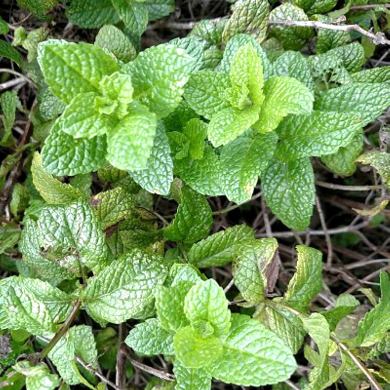 薄荷枝条扦插培养8天后得出结论,薄荷怎么繁殖水培