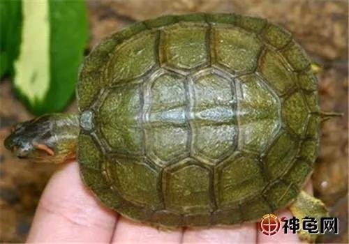 深水龟热带龟,犁沟木纹龟冬眠吗