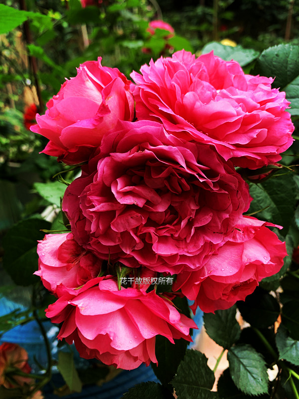 我的玫瑰仙境,请上坐!花市买来的“激素苗”,我这一招很好养活