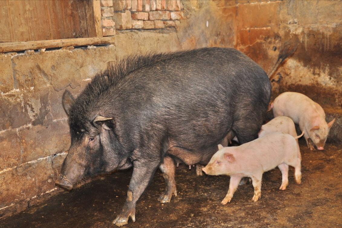 养猪大王2018,养猪大王致富经