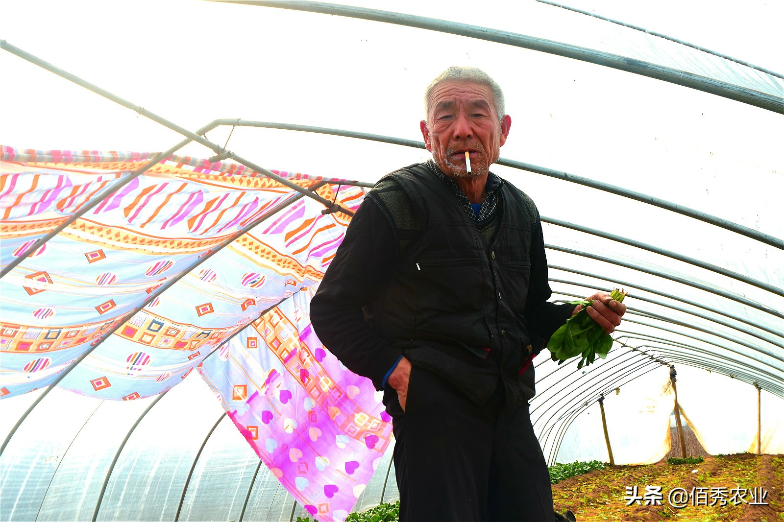 农村大爷挣几个钱,农村大爷靠种植致富
