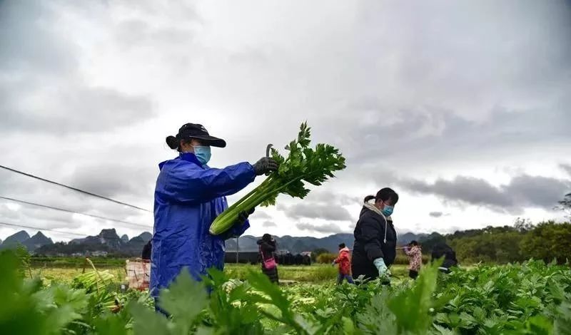 沙漠蝗防控方案,沙漠蝗灾如何防控