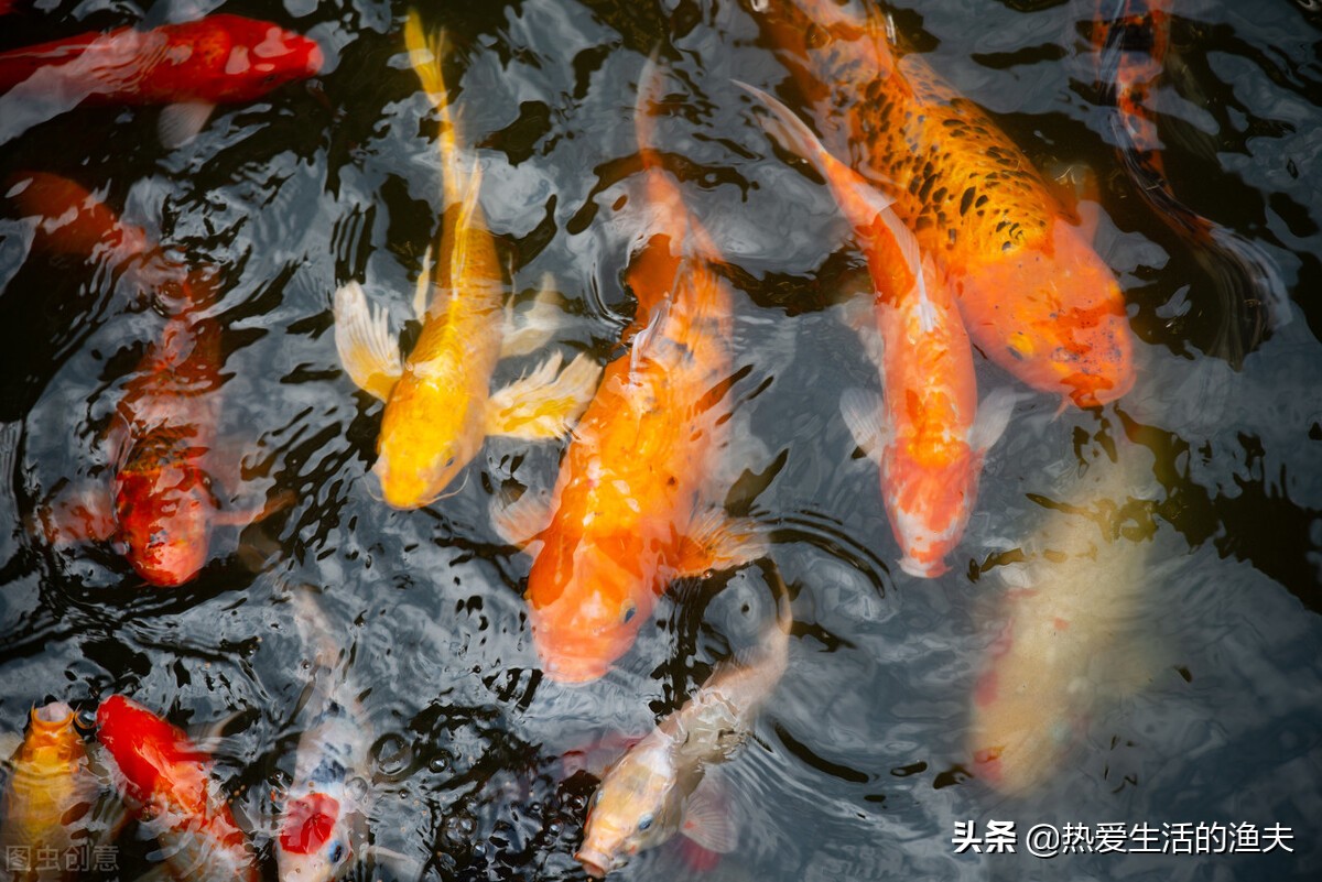 锦鲤的尾鳍上有血丝怎么回事,锦鲤尾巴血丝鱼鳍发白