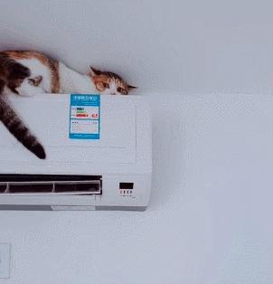 夏天猫咪中暑视频,炎炎夏日猫咪应该怎么安全度过