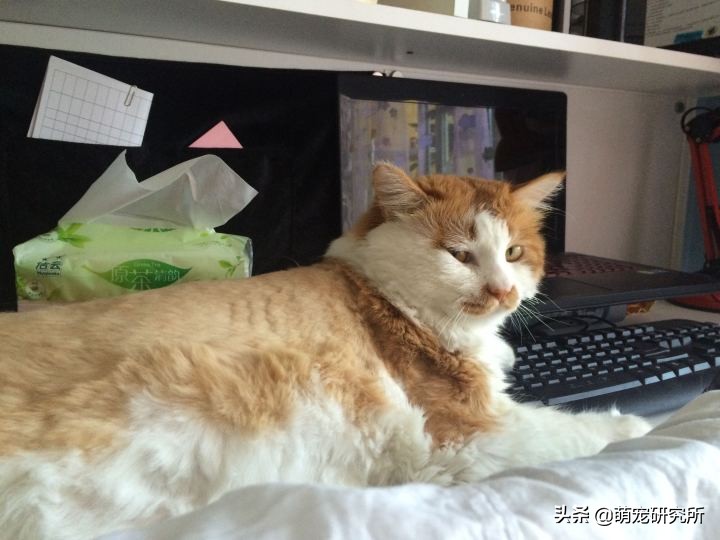 田园猫被抛弃会有什么后果,为什么越来越多人喜欢田园猫