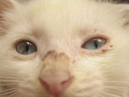 猫癣最好的解决方法,猫癣该怎么治疗能彻底