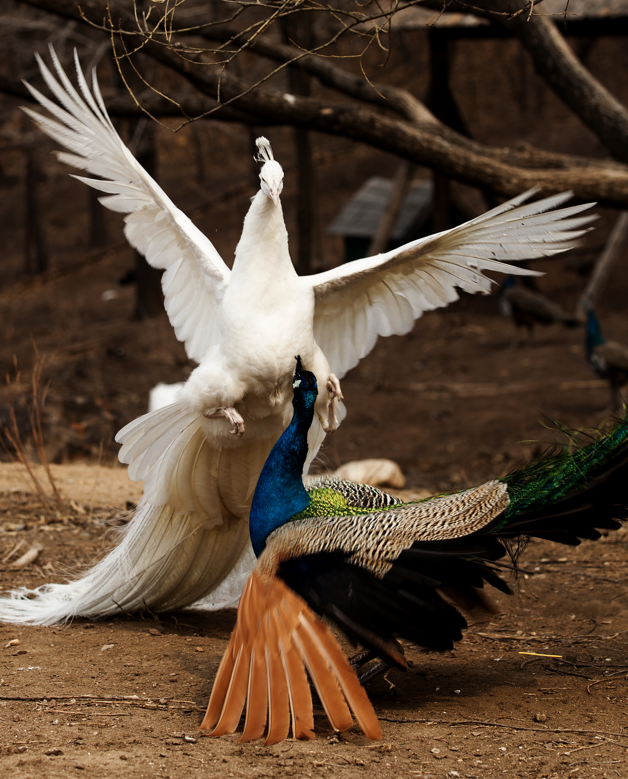 十大景点沈阳,沈阳鸟岛附近最美公园