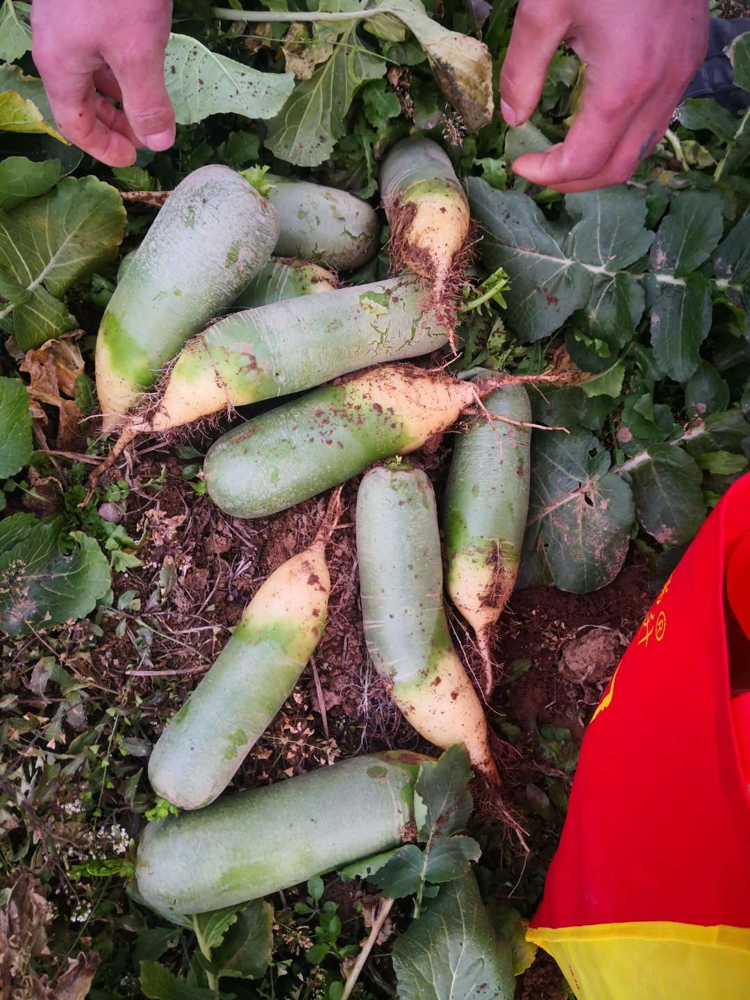 农村生活新鲜采摘纯天然绿色蔬菜,自家菜地里采摘天然无公害的蔬菜