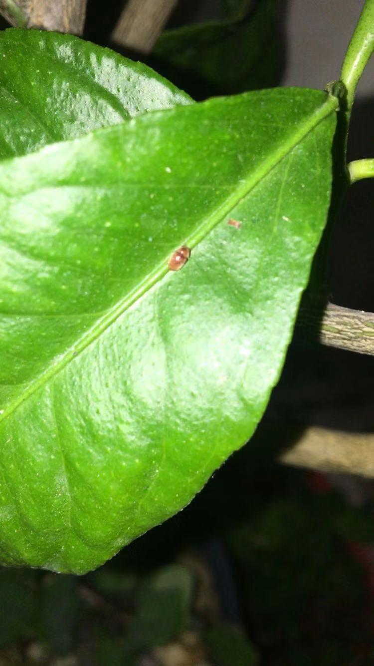 柠檬树上的蚧壳虫用醋稀释比例,柠檬树上介壳虫怎么治疗