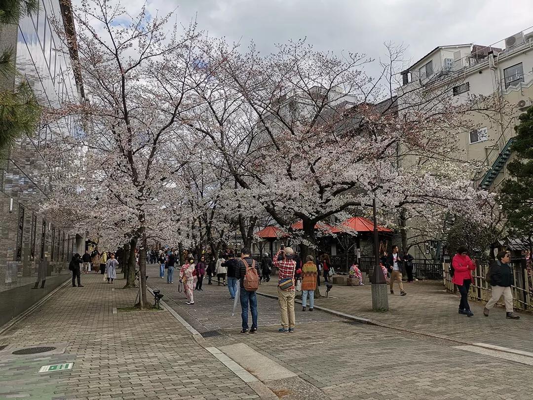 「慢达世界」第216期:短暂停留的京都生活,柊家的待客之道