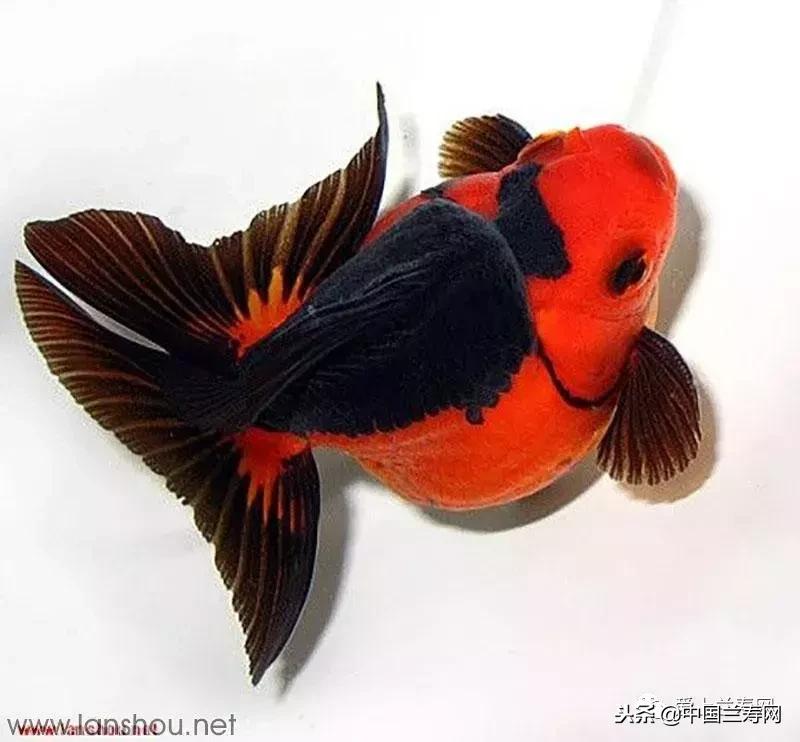 生命力最大的金鱼品种有哪些,十大最好的金鱼品种