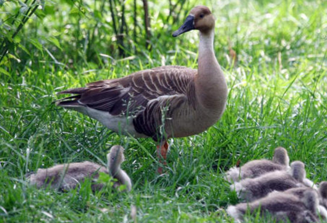 70岁老汉闯出脱贫致富路,67岁老人养大雁视频