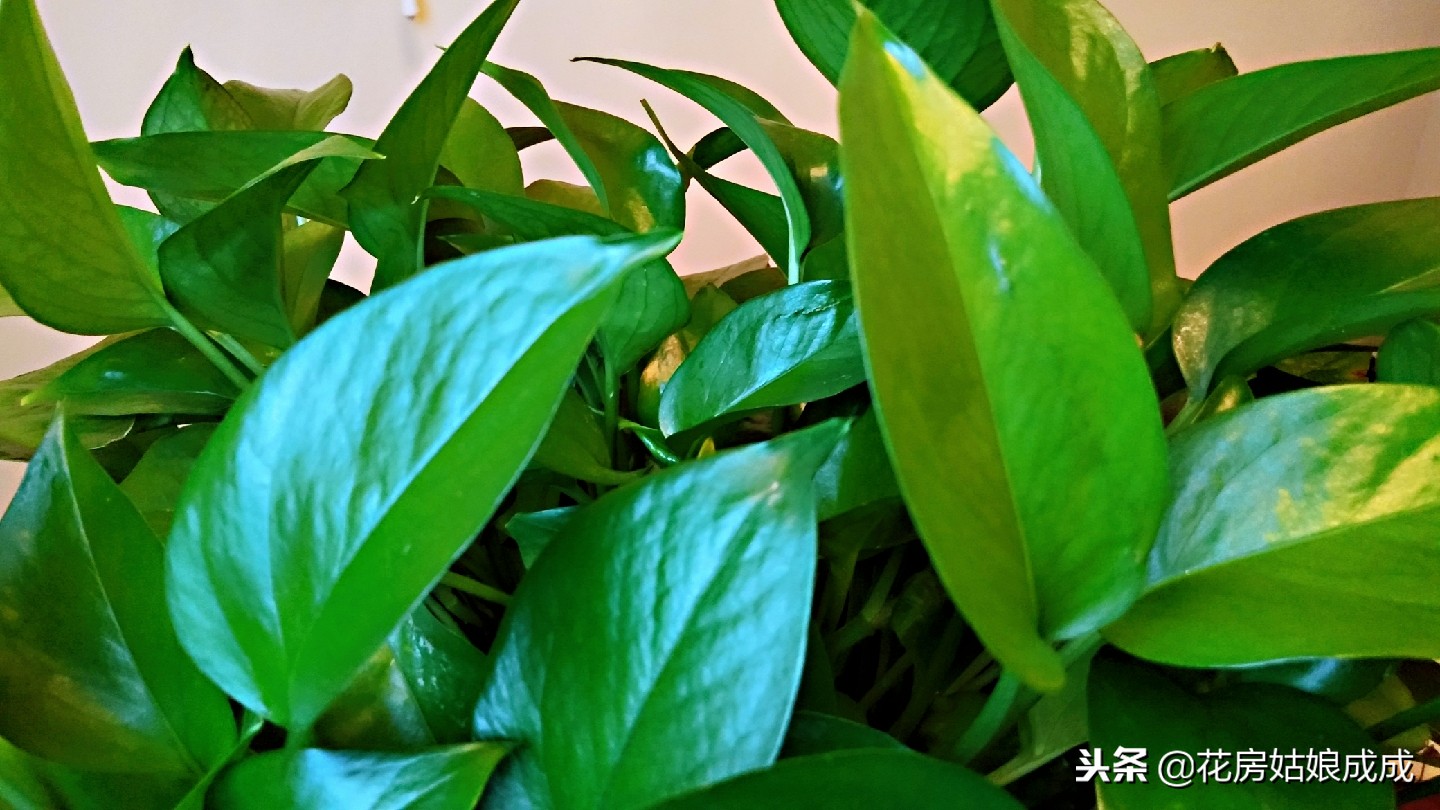 绿萝长得很松散怎么办,绿萝稀稀拉拉还发黄用什么药