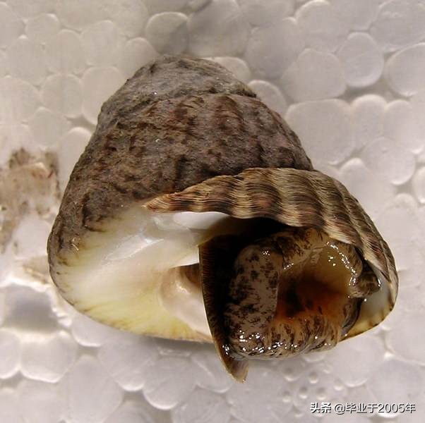 大连海鲜吃货,大连海鲜的种类