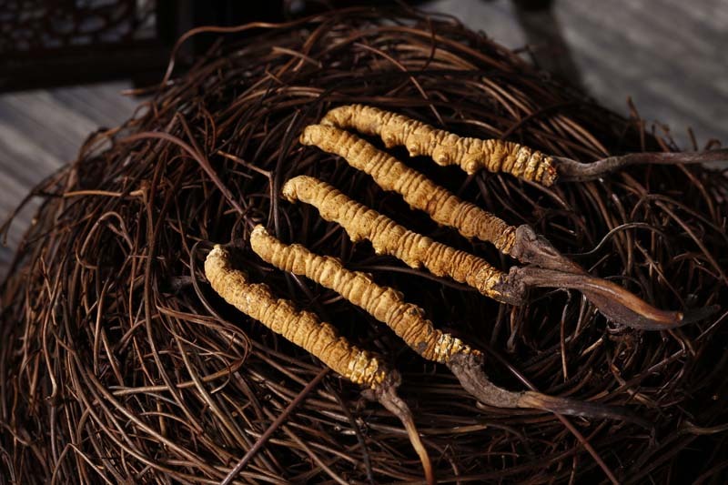 冬虫夏草与别的药物有冲突吗,冬虫夏草跟虫有什么瓜葛