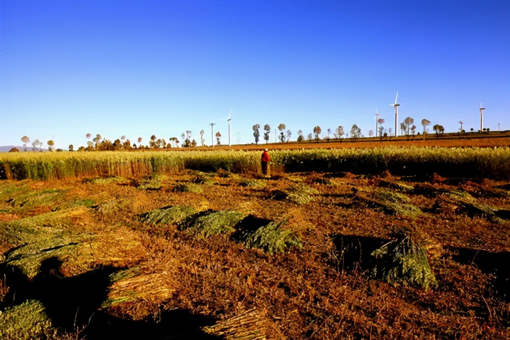 乡情的散文诗朗诵,乡情的散文经典