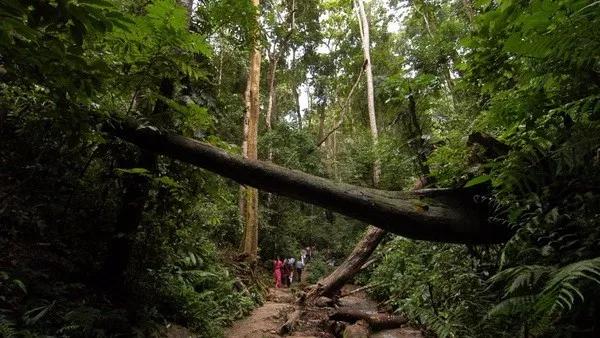 西双版纳最著名的旅游景点,西双版纳旅游景点排行榜第几