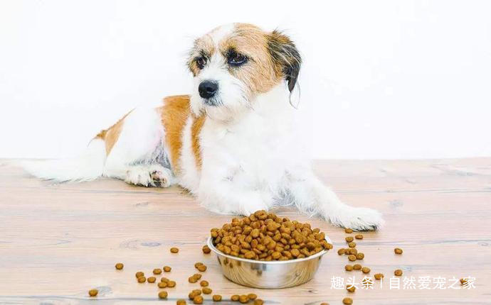 怎么能让狗狗在家不到处尿,如何帮助狗狗建立正确的排便习惯