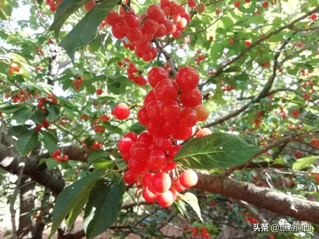 西昌周边摘樱桃的地方,西昌摘樱桃网红地