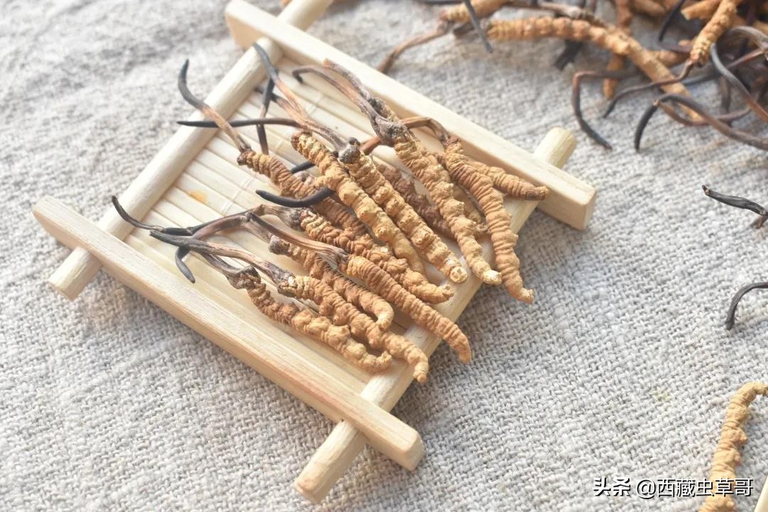 冬虫夏草放冰箱冷冻还是冷藏保存,冬虫夏草放冰箱冷藏还是冷冻