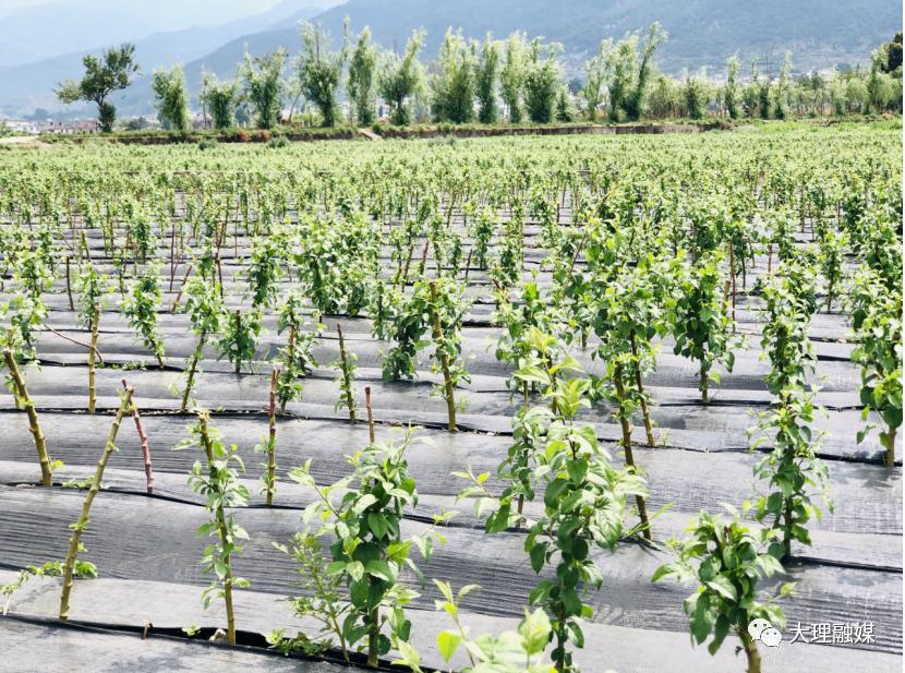 大理洱海流域农业产业发展,大理洱海流域农业产业转型
