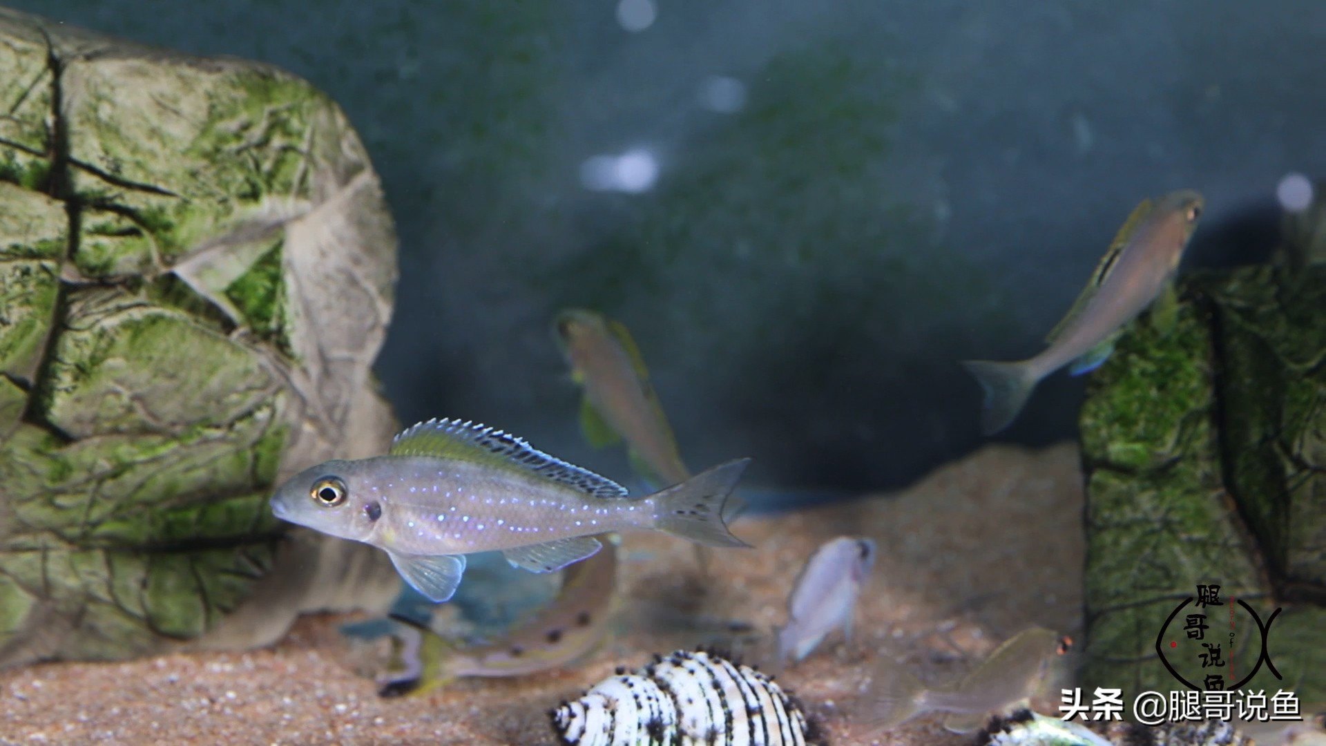 三湖慈鲷蝴蝶鱼含卵,三湖慈鲷孔雀属幼鱼图