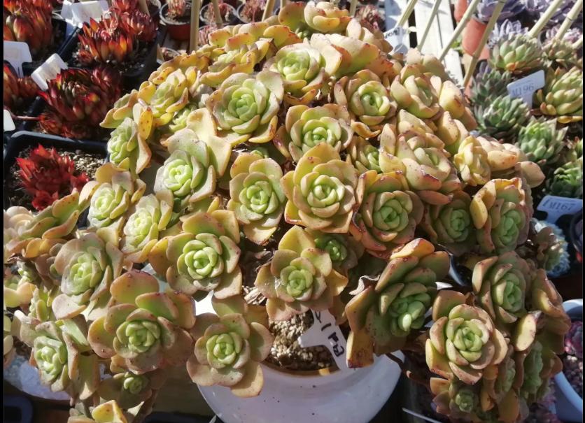 多肉养出状态来有多美?这102种多肉控养上色之后美呆了