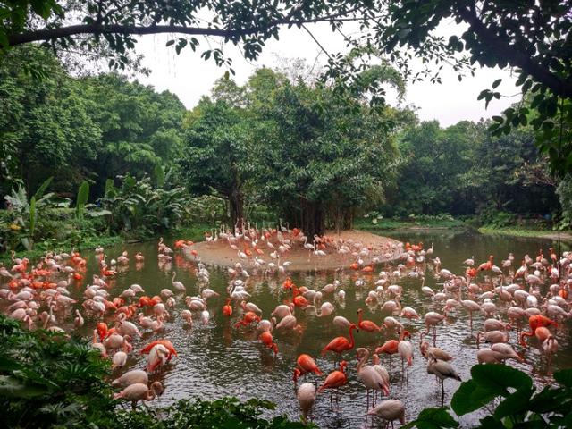 广州番禺区长隆野生动物世界缆车,广州旅游长隆野生动物世界