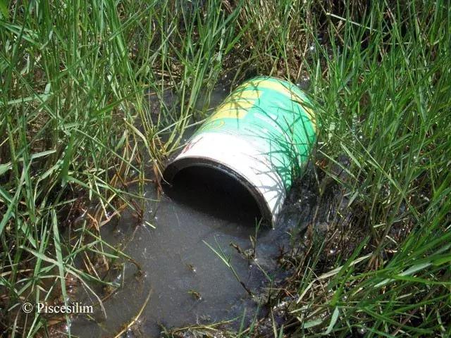 原生资讯｜和平与战争的使者-英贝利斯斗鱼