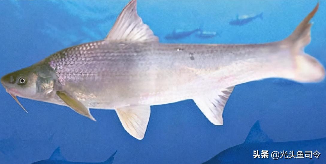 长江保护鱼类,有关长江鱼类资源保护