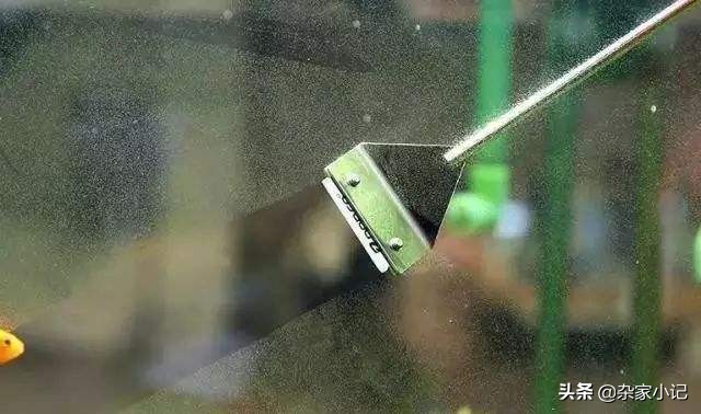 草缸绿藻怎么消除,草缸消灭绿藻最好的方法