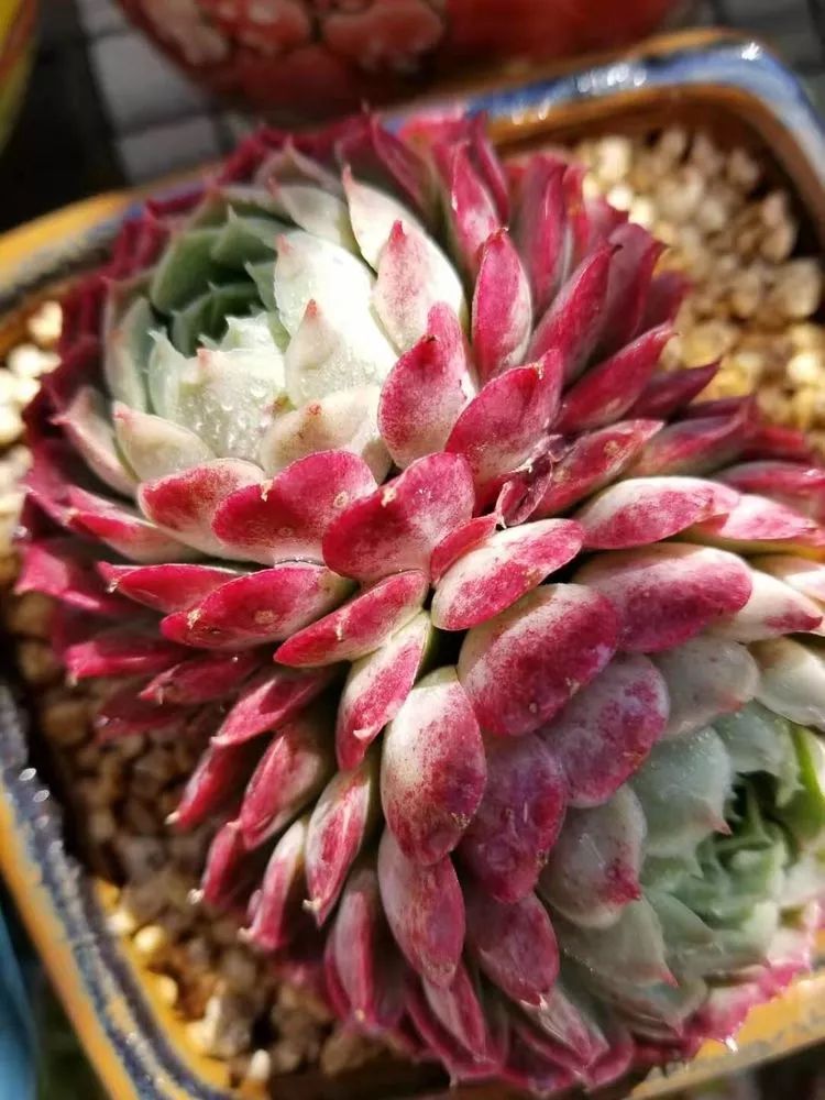 爱机车,爱多肉,宝妈花姐的诗和远方