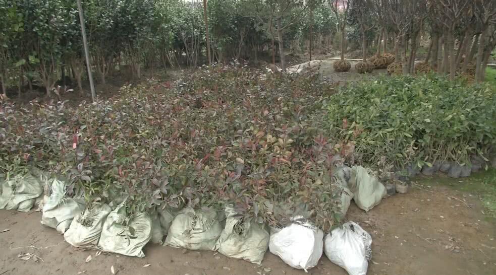 农民为什么抢种抢收,农民纷纷种植但又降价的东西