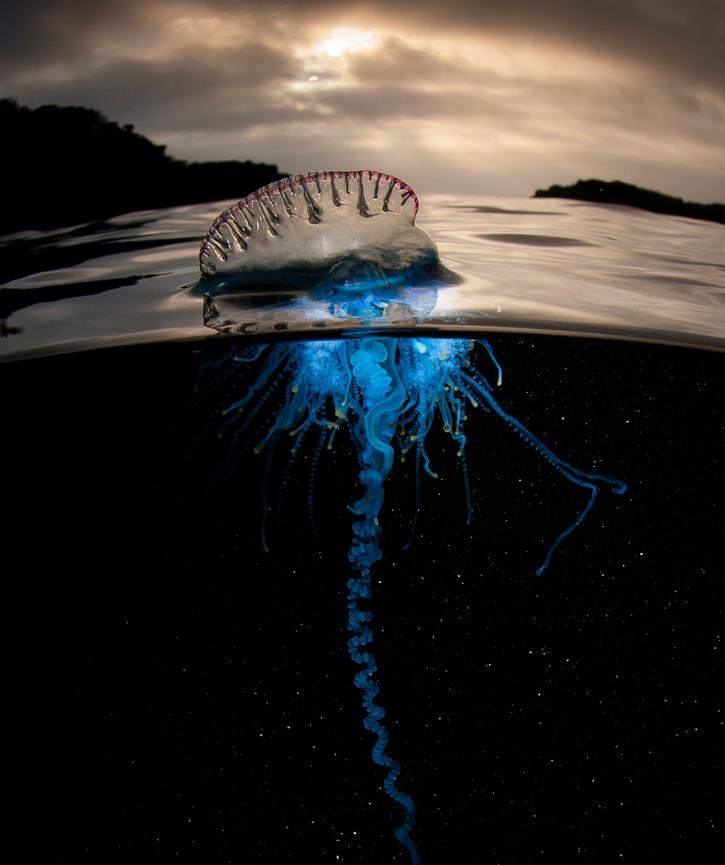 被棕色小点的水母蛰了该怎么办,被水母蛰了用什么药最好