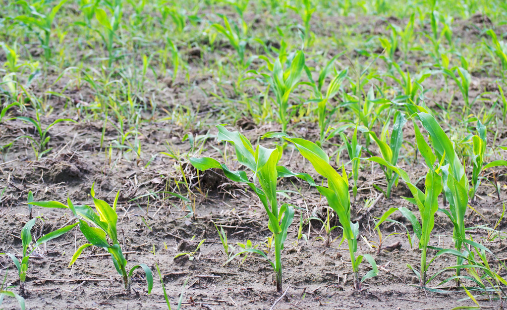 种植玉米起垄好还是平播好,玉米播浅了干旱怎么办