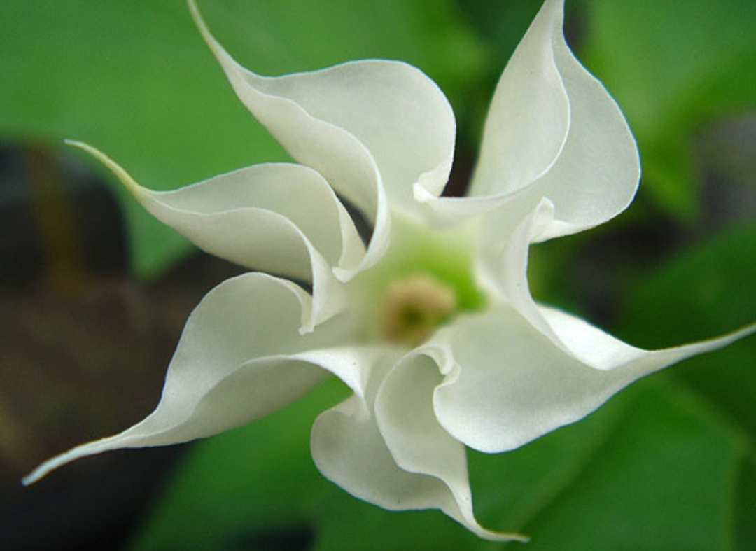 10种最毒花卉,20种大毒花