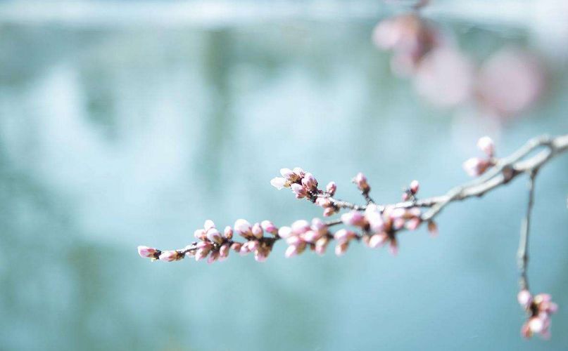 「诗词鉴赏」春雪正纷纷,古诗词里的春雪,纷纷扬扬