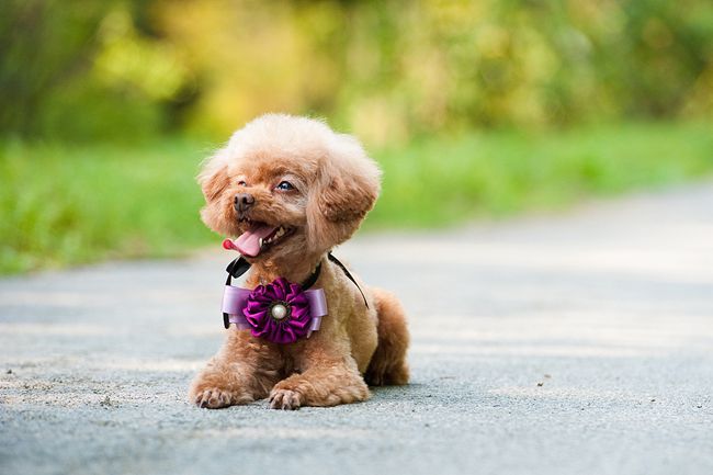 贵宾犬不吃东西又吐怎么办,贵宾犬不吃狗粮怎么办