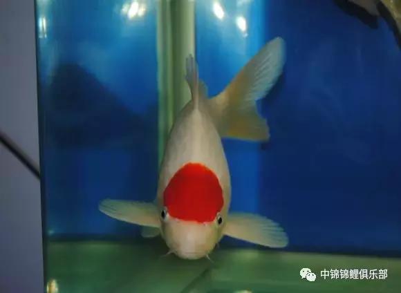 院子鱼池养入门锦鲤,新手养锦鲤和金鱼要用哪些设备