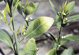 柑橘果肉没有水分硬是怎么造成的,柑橘有籽无籽是什么原因