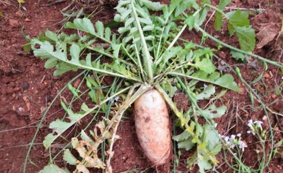 萝卜糠心的原因及防治方法,裂开的胡萝卜营养更好吗