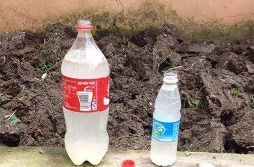 水养绿萝怎么养才能爆盆和爬满墙,水养绿萝的养殖方法和注意事项