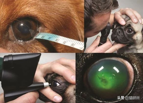 猫咪眼睛突然出分泌物还伴有干呕,猫咪眼睛分泌物突然增多怎么回事